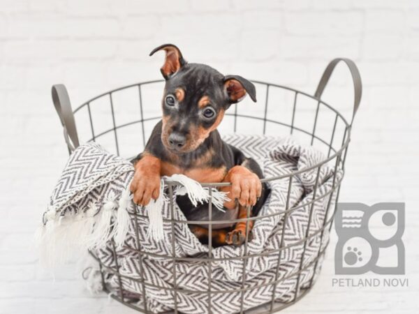 Miniature Pinscher-DOG-Female-Black & Tan-33603-Petland Novi, Michigan