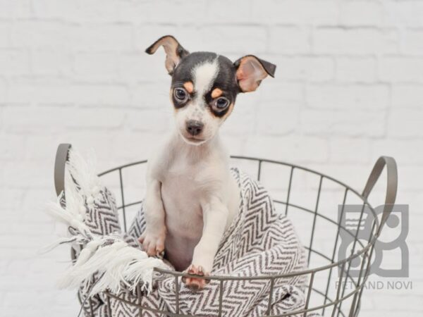 Chihuahua DOG Female White & Black 33604 Petland Novi, Michigan