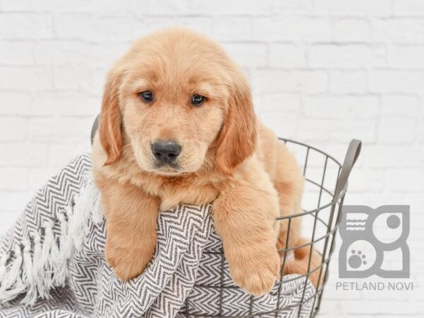 Golden Retriever-DOG-Male-Golden-33605-Petland Novi, Michigan