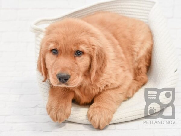 Golden Retriever DOG Male Golden 33606 Petland Novi, Michigan