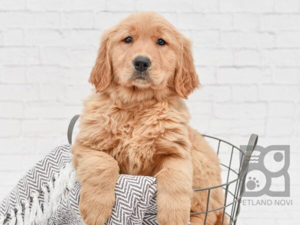 Golden Retriever-DOG-Female-Golden-33607-Petland Novi, Michigan