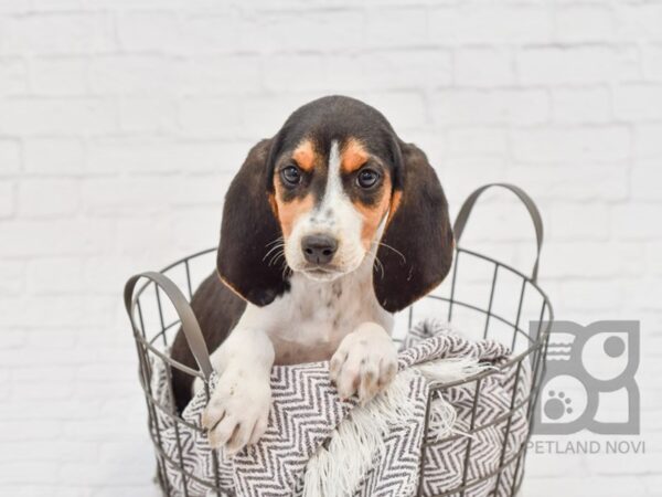 Treeing Walker Coonhound DOG Female Tri 33608 Petland Novi, Michigan