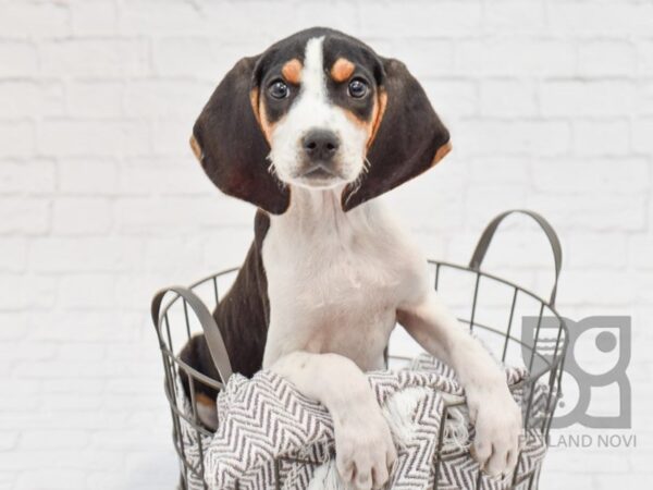 Treeing Walker Coonhound-DOG-Female-Tri-33609-Petland Novi, Michigan