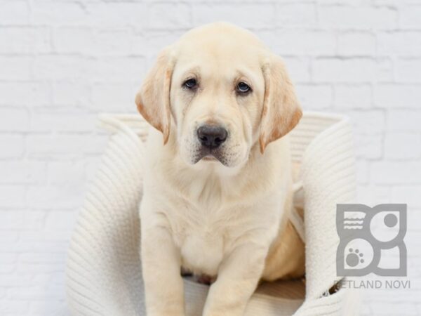 Labrador Retriever DOG Male Yellow 33611 Petland Novi, Michigan