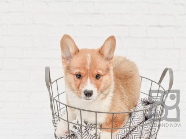 Pembroke Welsh Corgi-DOG-Male-Fawn & White-33612-Petland Novi, Michigan