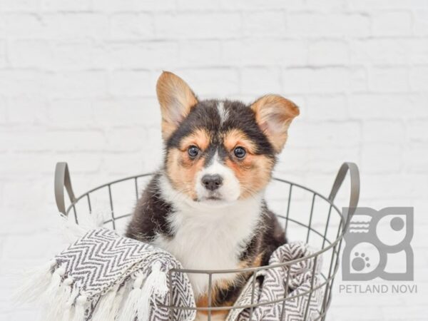 Pembroke Welsh Corgi DOG Female Tri 33613 Petland Novi, Michigan