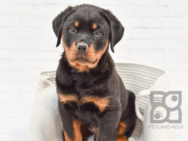 Rottweiler DOG Male Black & Mahogony 33614 Petland Novi, Michigan