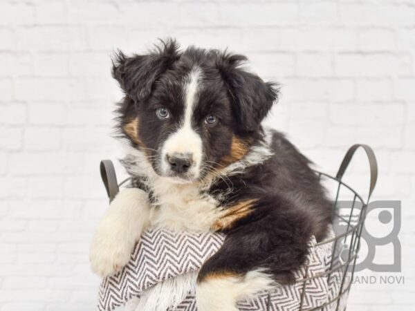 Aussie Border DOG Male Tri 33615 Petland Novi, Michigan