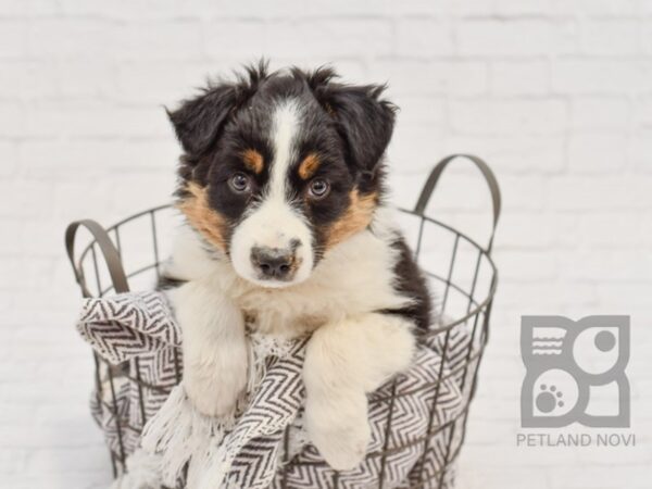 Aussie Border-DOG-Female-Tri-33616-Petland Novi, Michigan