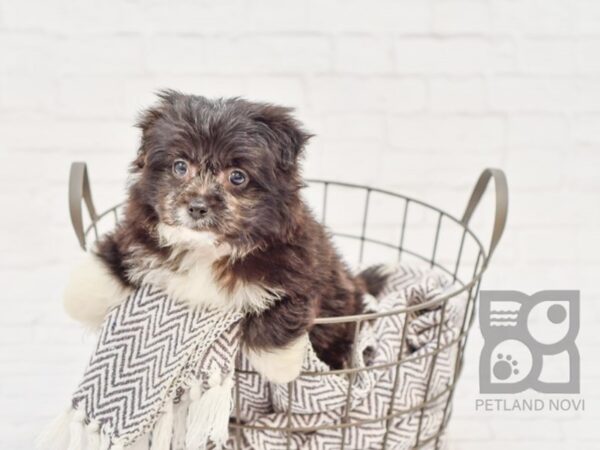 Pom Poo DOG Female Black & White 33617 Petland Novi, Michigan