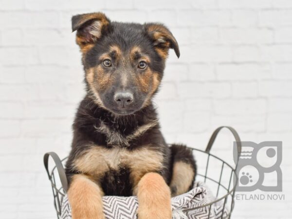 German Shepherd-DOG-Male-Black & Tan-33618-Petland Novi, Michigan