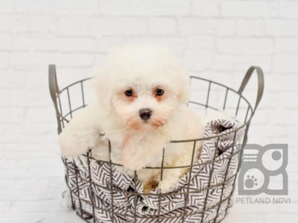 Bichon Frise DOG Male White 33620 Petland Novi, Michigan