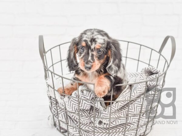 Dachshund DOG Female Blk Wh & Tan, Silver Dapple 33621 Petland Novi, Michigan