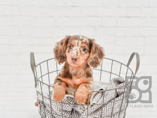 Dachshund-DOG-Female-Choc & Tan, Silver Dapple-33622-Petland Novi, Michigan