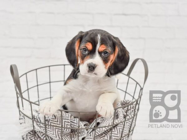 Beagalier-DOG-Male-Tri-33623-Petland Novi, Michigan