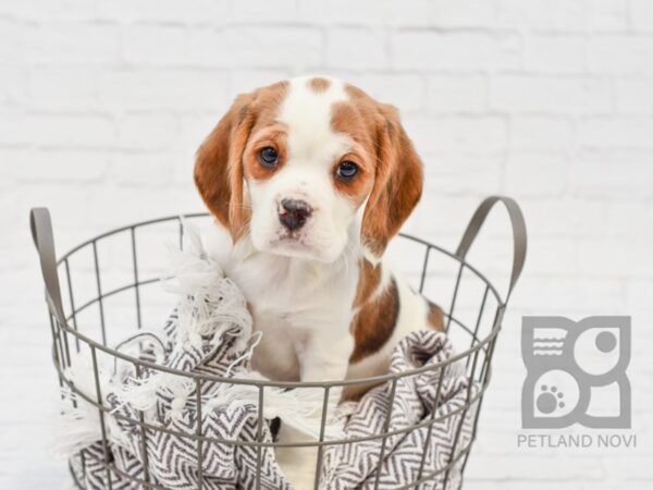 Beagalier DOG Male Brown & White 33624 Petland Novi, Michigan