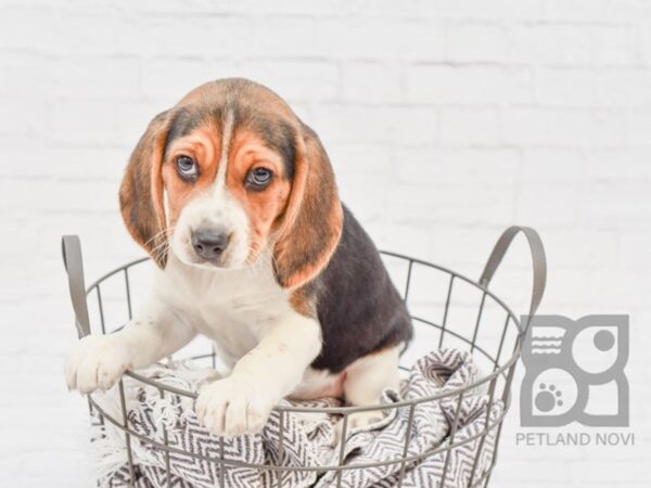 Beagle DOG Female Tri 33625 Petland Novi, Michigan