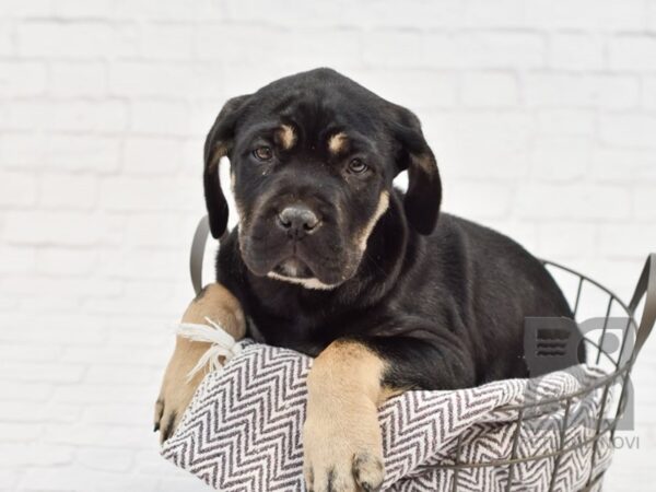 Cane Corso DOG Male Blk & Tan 33626 Petland Novi, Michigan