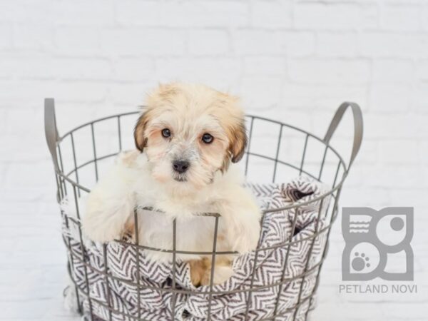 Havapoo-DOG-Female-Gold & White-33629-Petland Novi, Michigan