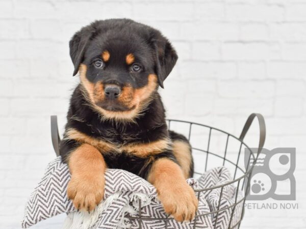 Rottweiler DOG Female Black & Tan 33630 Petland Novi, Michigan