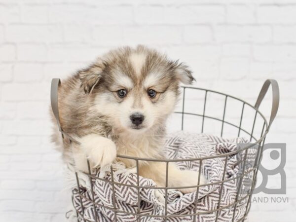 Mini Husky-DOG-Male-SILVER WHITE-33631-Petland Novi, Michigan