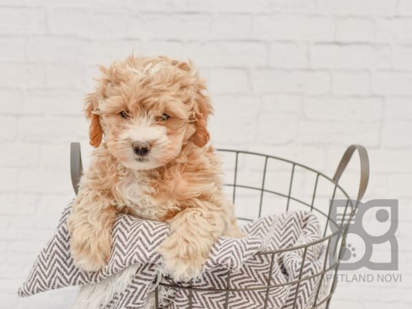 Daisy Dog-DOG-Male-light red white-33632-Petland Novi, Michigan