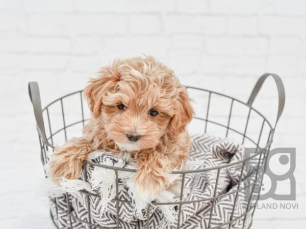 Maltipoo DOG Male RED 33633 Petland Novi, Michigan