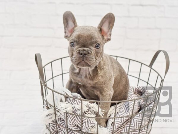 French Bulldog DOG Male BLUE 33634 Petland Novi, Michigan