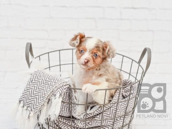 Chiweenie DOG Female CHOC MERLE 33636 Petland Novi, Michigan