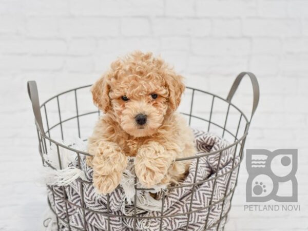 Bichon Poo DOG Male light red 33637 Petland Novi, Michigan