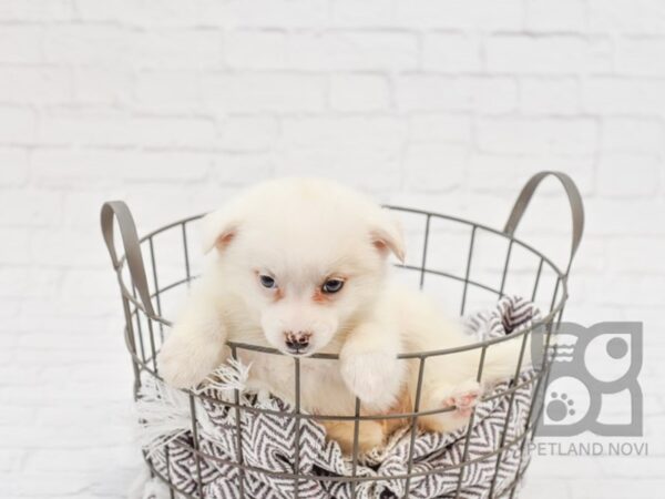 Pomsky-DOG-Female-CREAM WHITE-33638-Petland Novi, Michigan