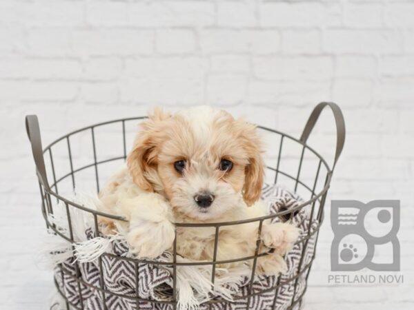 Cavachon DOG Male BLENHEIM 33639 Petland Novi, Michigan