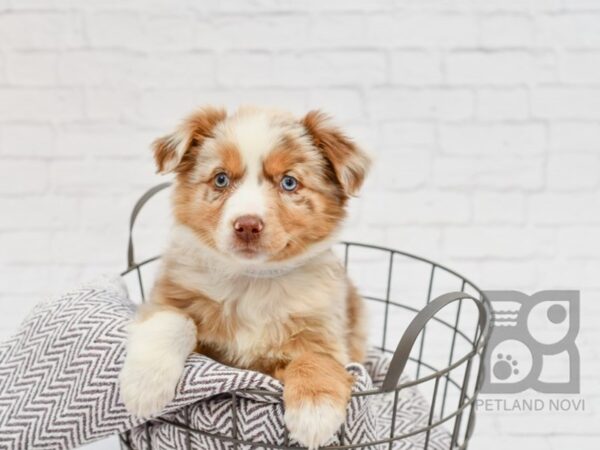 Miniature Australian Shepherd-DOG-Female-Red Merle-33641-Petland Novi, Michigan