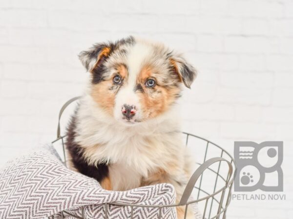 Miniature Australian Shepherd-DOG-Male-Blue Merle-33642-Petland Novi, Michigan