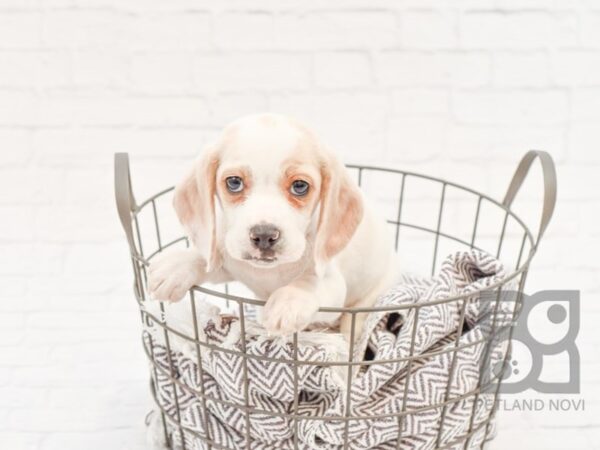 Beagle DOG Female Lemon 33643 Petland Novi, Michigan