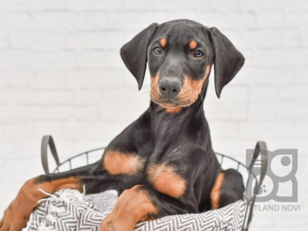 Doberman Pinscher DOG Male Black / Tan 33644 Petland Novi, Michigan