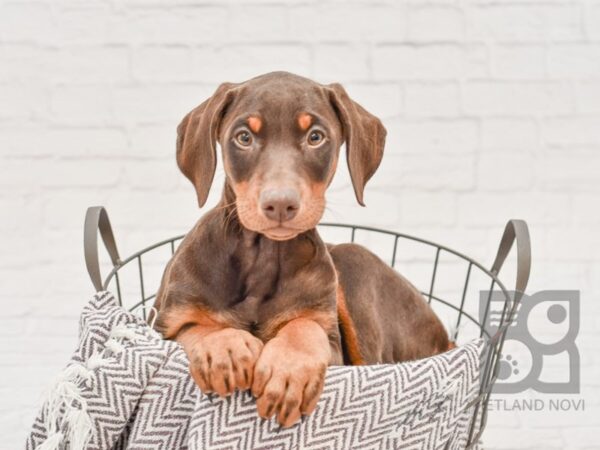 Doberman Pinscher DOG Female Red / Tan 33645 Petland Novi, Michigan