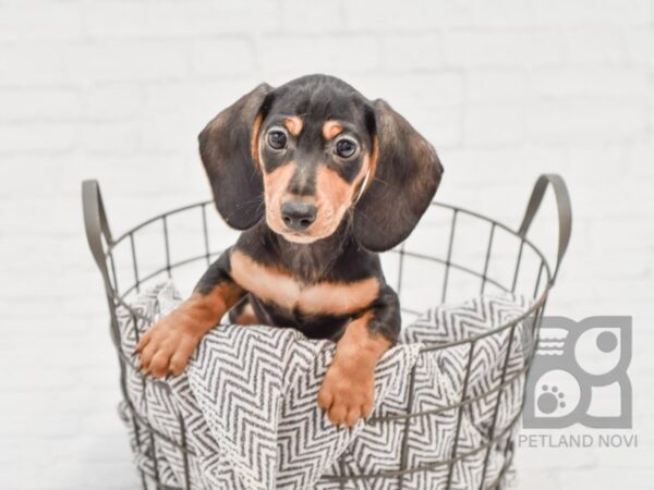 Dachshund DOG Male Black / Tan 33646 Petland Novi, Michigan