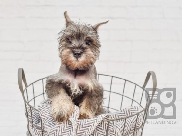 Miniature Schnauzer DOG Male Salt / Pepper 33647 Petland Novi, Michigan