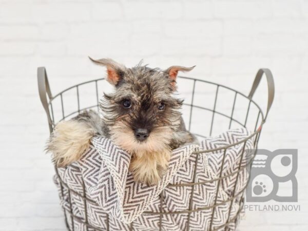 Miniature Schnauzer-DOG-Female-Salt / Pepper-33648-Petland Novi, Michigan