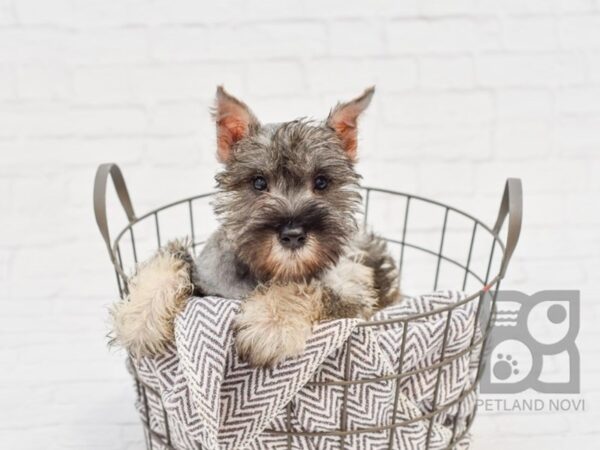 Miniature Schnauzer DOG Male Salt / Pepper 33649 Petland Novi, Michigan