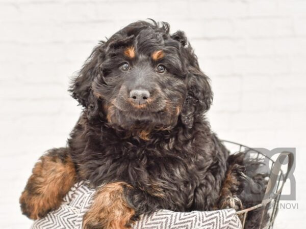 2nd Generation Mini Bernedoodle DOG Male Black & Tan 33650 Petland Novi, Michigan