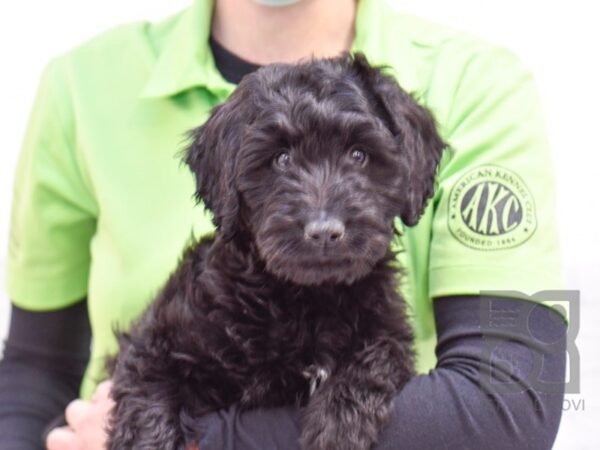 2nd Generation Mini Bernedoodle-DOG-Male-Black-33651-Petland Novi, Michigan