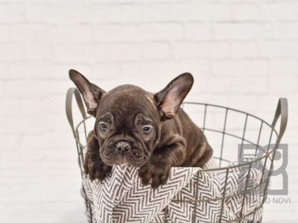 French Bulldog DOG Male Brindle 33654 Petland Novi, Michigan