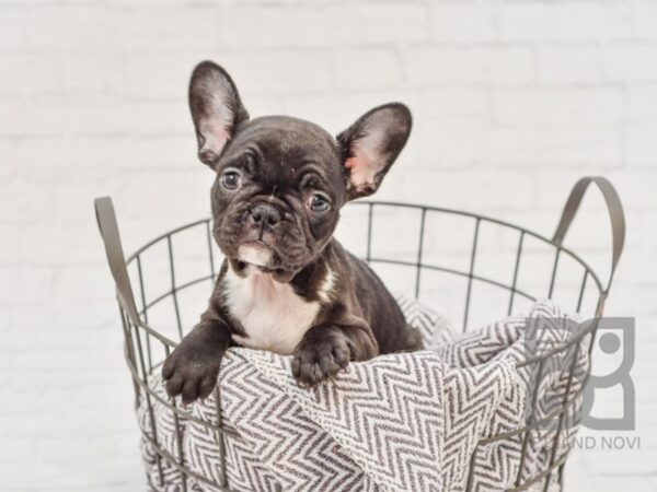 French Bulldog DOG Female Black 33655 Petland Novi, Michigan