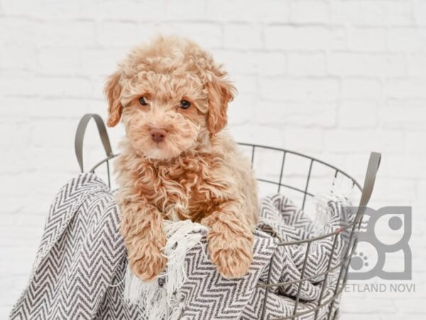 Poodle DOG Male Apricot 33657 Petland Novi, Michigan