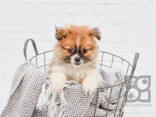 PekaPom-DOG-Male-Sable & White-33658-Petland Novi, Michigan