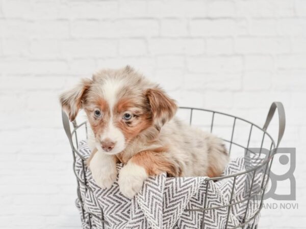 Miniature Australian Shepherd-DOG-Female-RED MERLE-33659-Petland Novi, Michigan