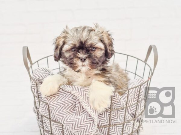 Teddy Bear-DOG-Male-BROWN WH-33661-Petland Novi, Michigan