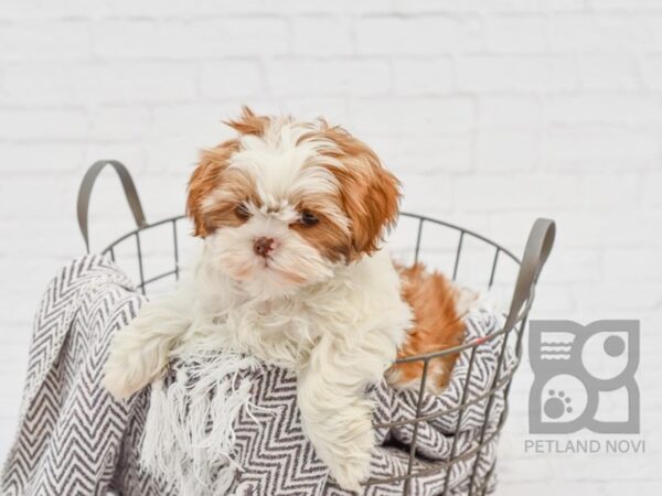 Shih Tzu DOG Female BROWN WHITE 33662 Petland Novi, Michigan